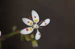 Michaux's saxifrage